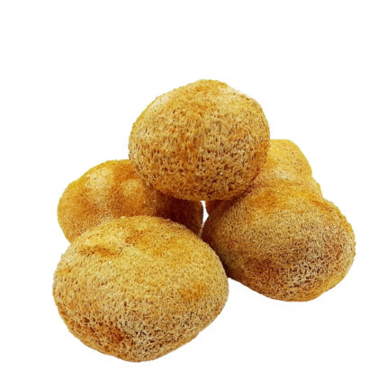 Sea urchin (Hericium urchin) dried