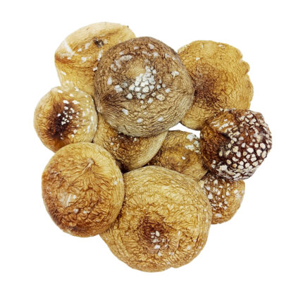 Panther fly agaric (Amanita pantherina)